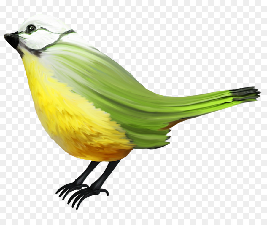Aves，De Passeriformes PNG