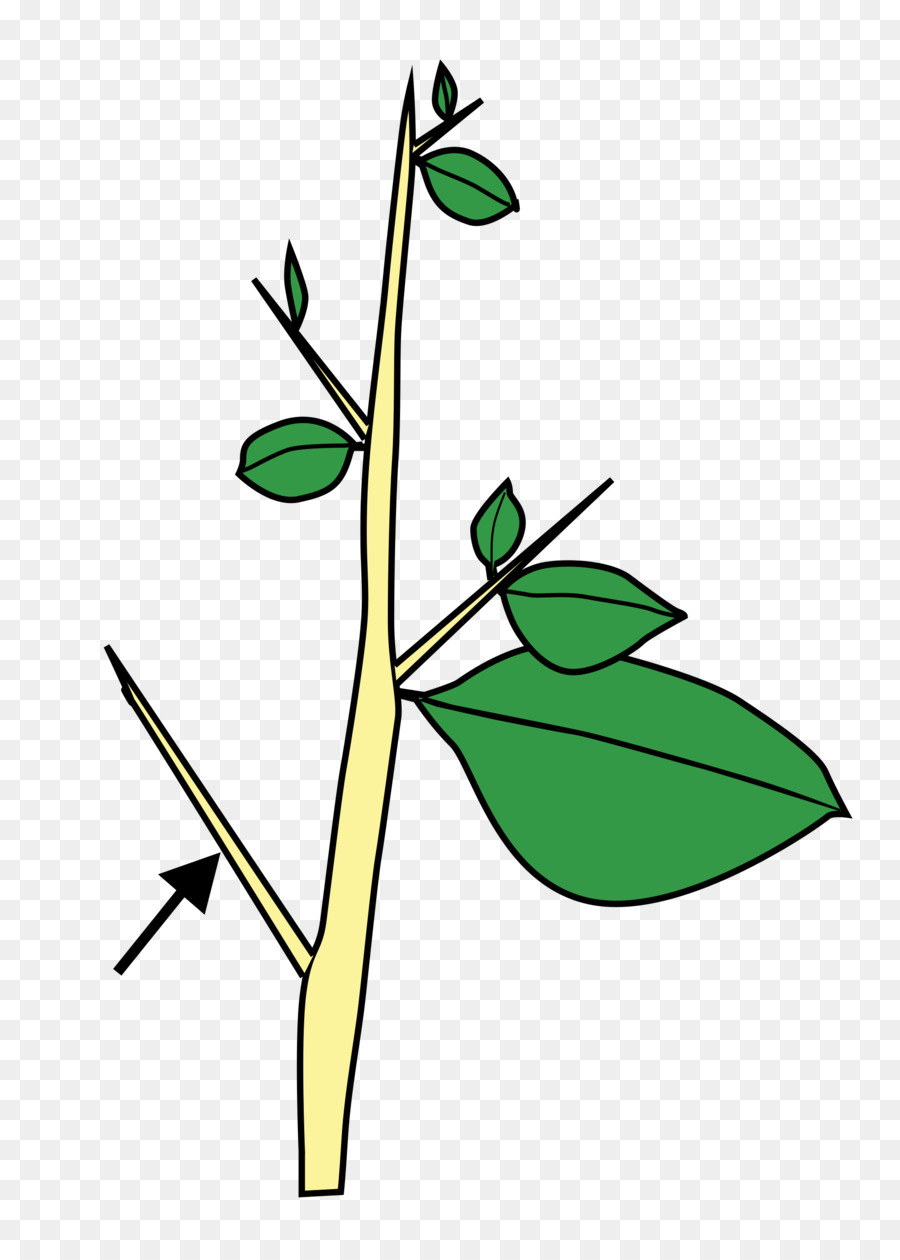 Diagrama De Planta，Folhas PNG