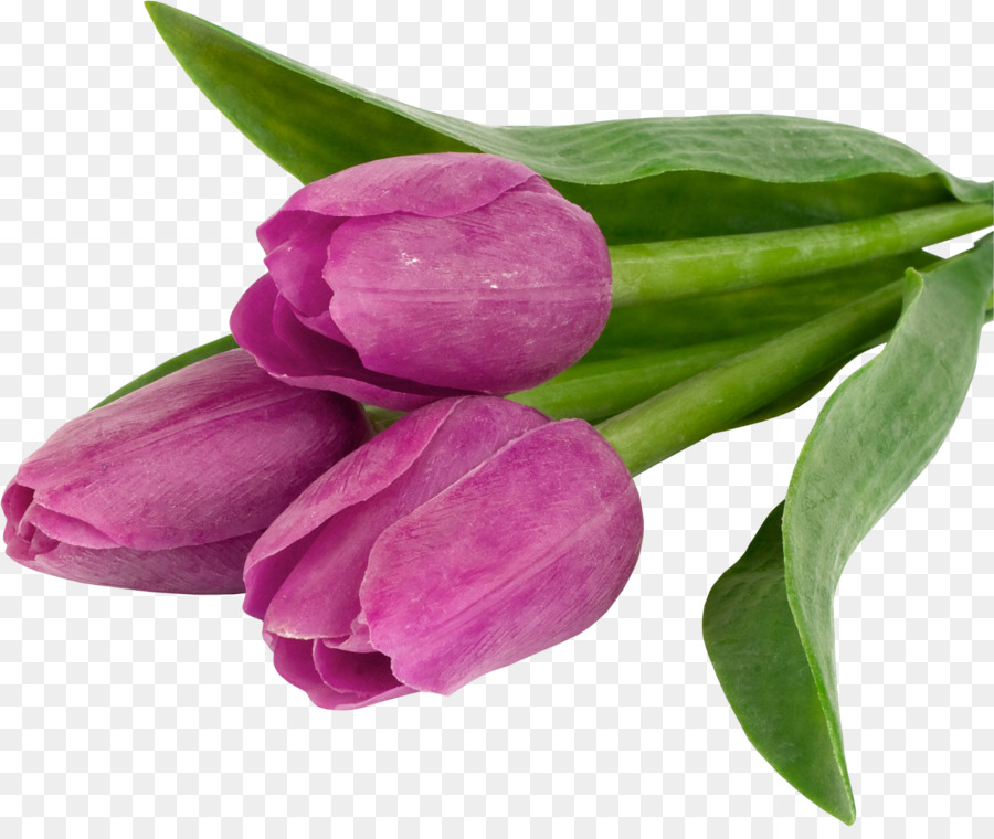 Tulipas Roxas，Tulipas PNG