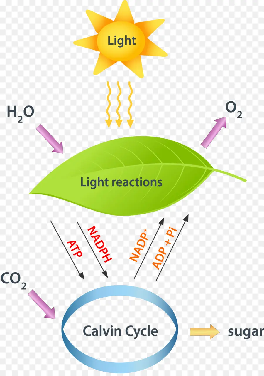 Diagrama De Fotossíntese，Reações Leves PNG