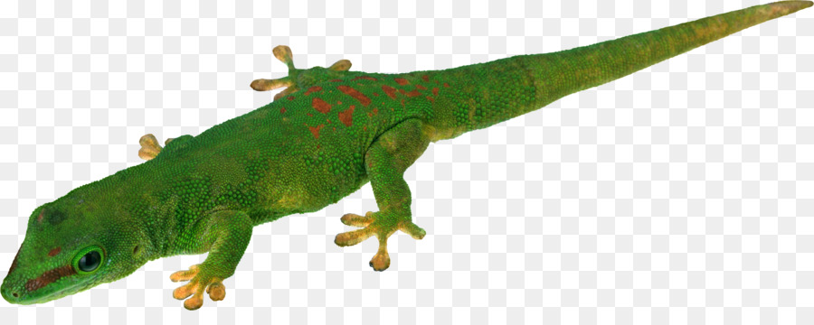 Lagarto，Transparência E Translucidez PNG