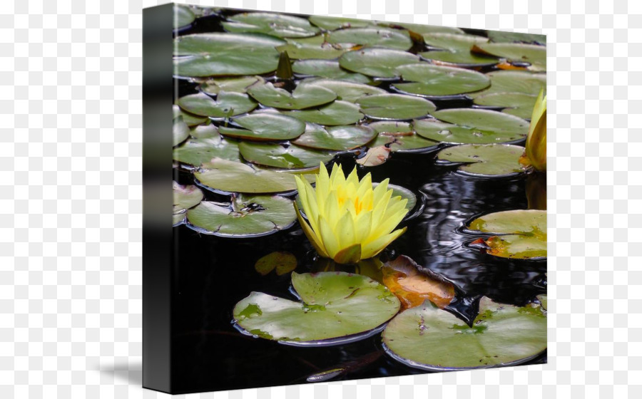 Lagoa，Plantas Aquáticas PNG