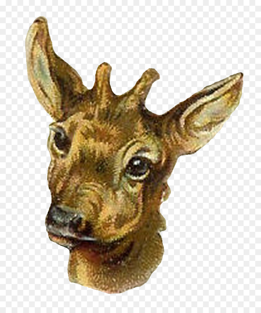 Antelope，Veado PNG