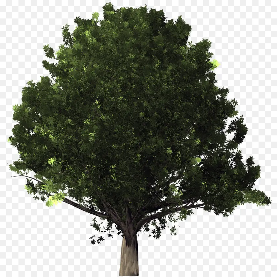 Papel De Parede Da área De Trabalho，árvore PNG