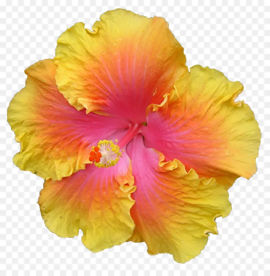 Flor Amarela，Hibisco PNG