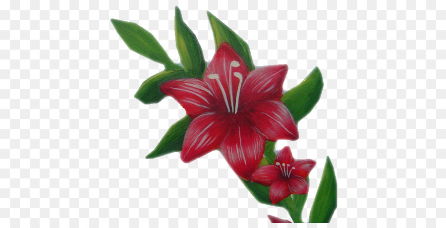 Hippeastrum，Flor PNG