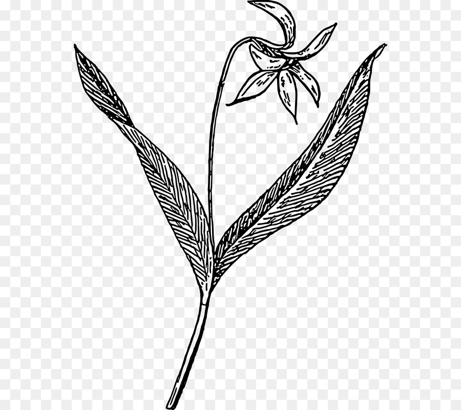 Desenho De Flor，Plantar PNG