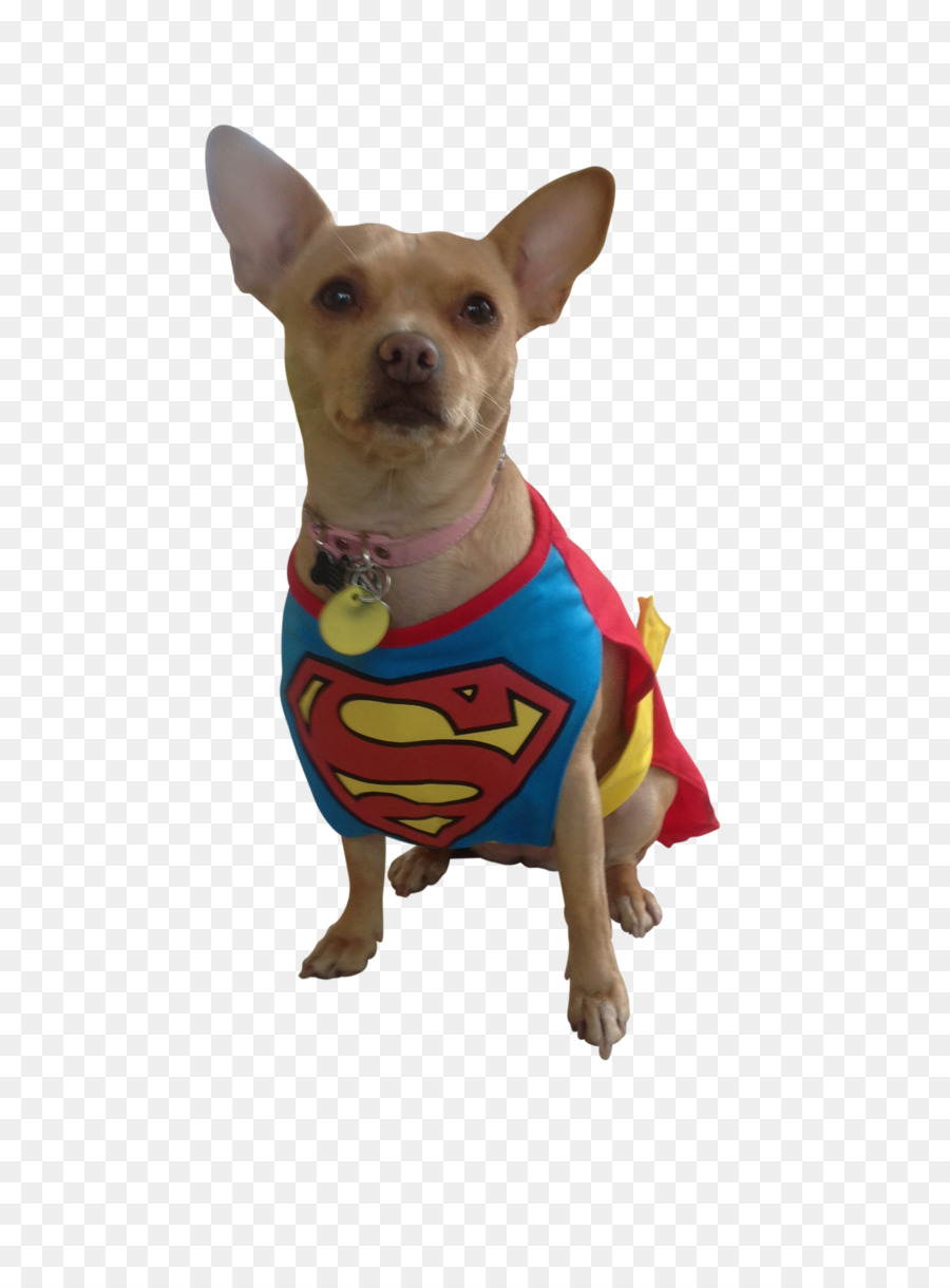 Chihuahua，Filhote De Cachorro PNG