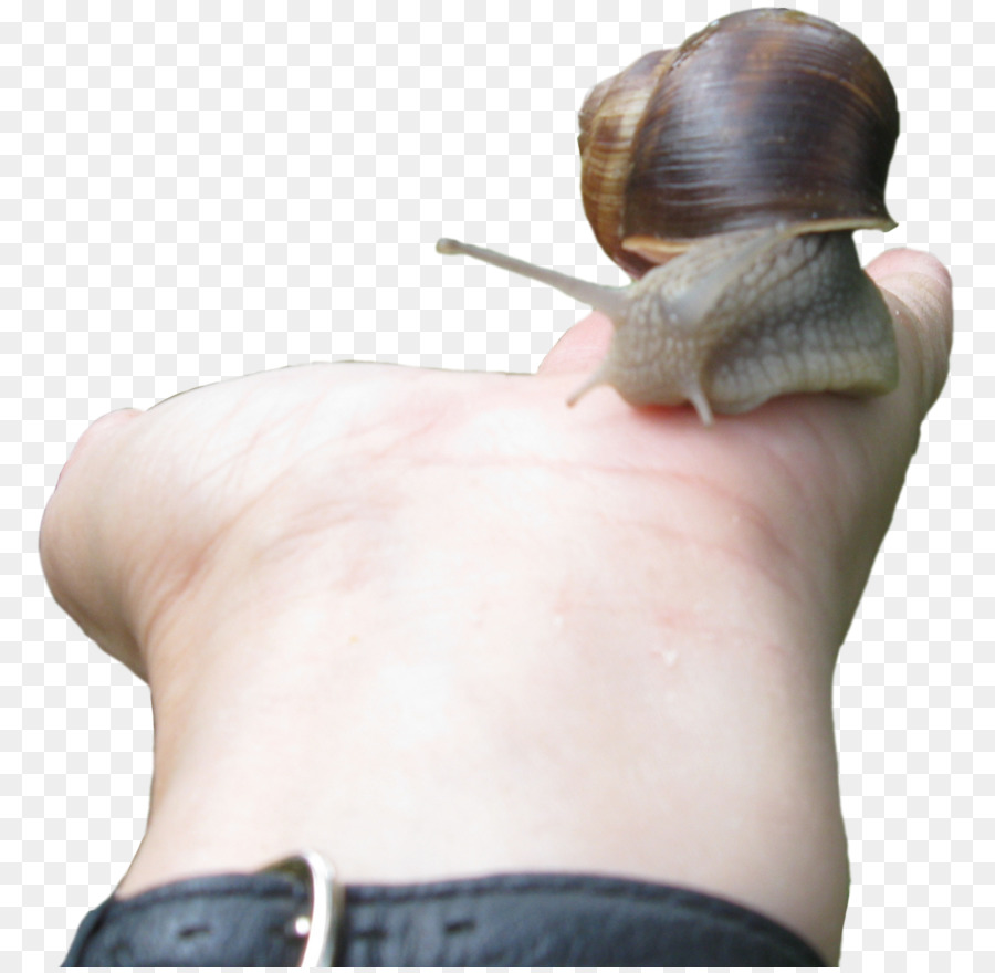 Caracol，Gastrópodes PNG