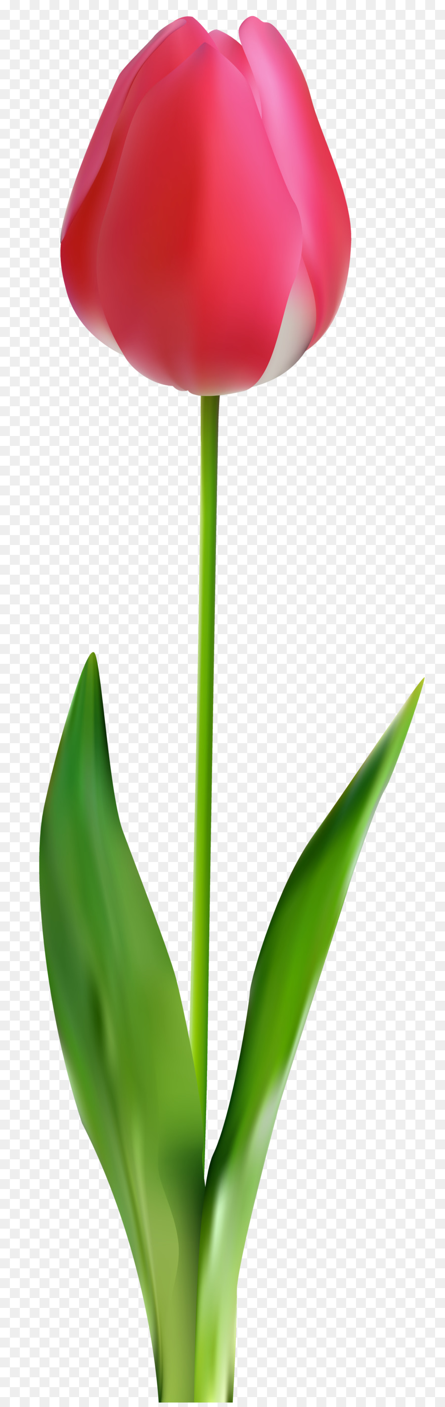 Tulipas，Vermelho PNG