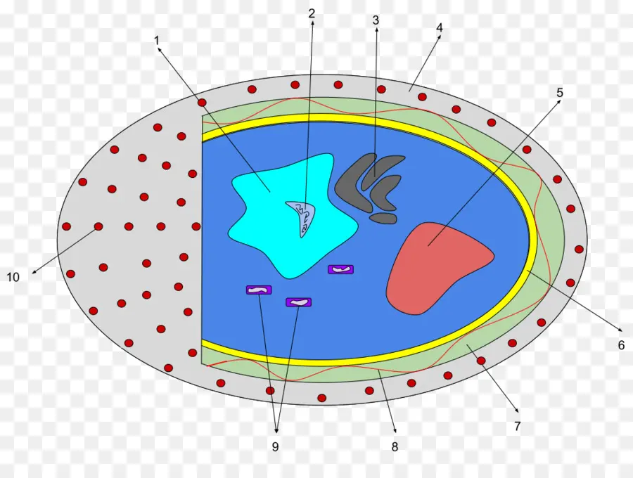 Diatomáceas，Célula PNG