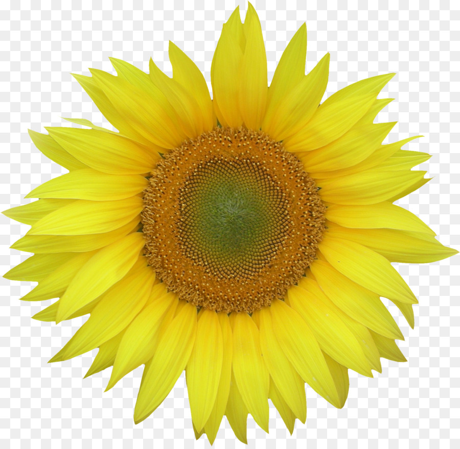 Girassol Amarelo，Flor PNG