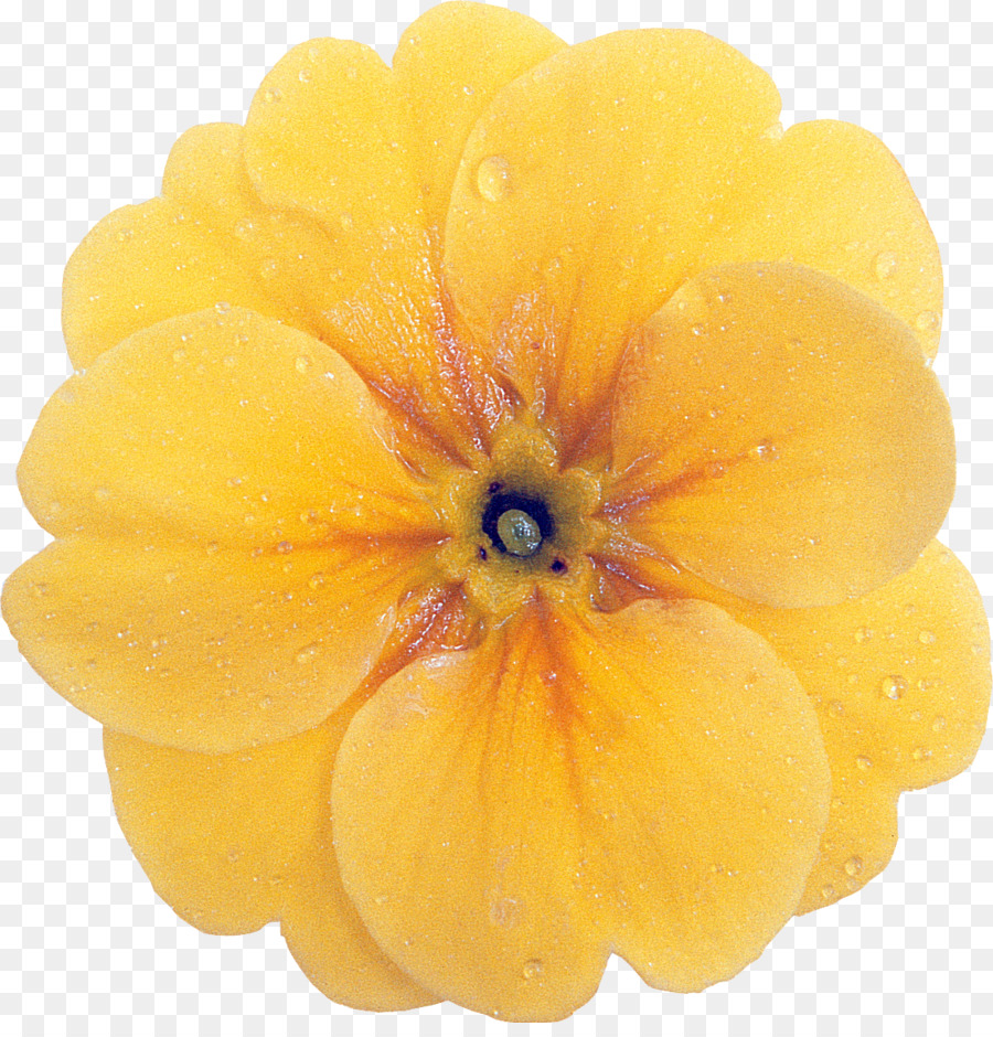 Nemesia，Planta PNG