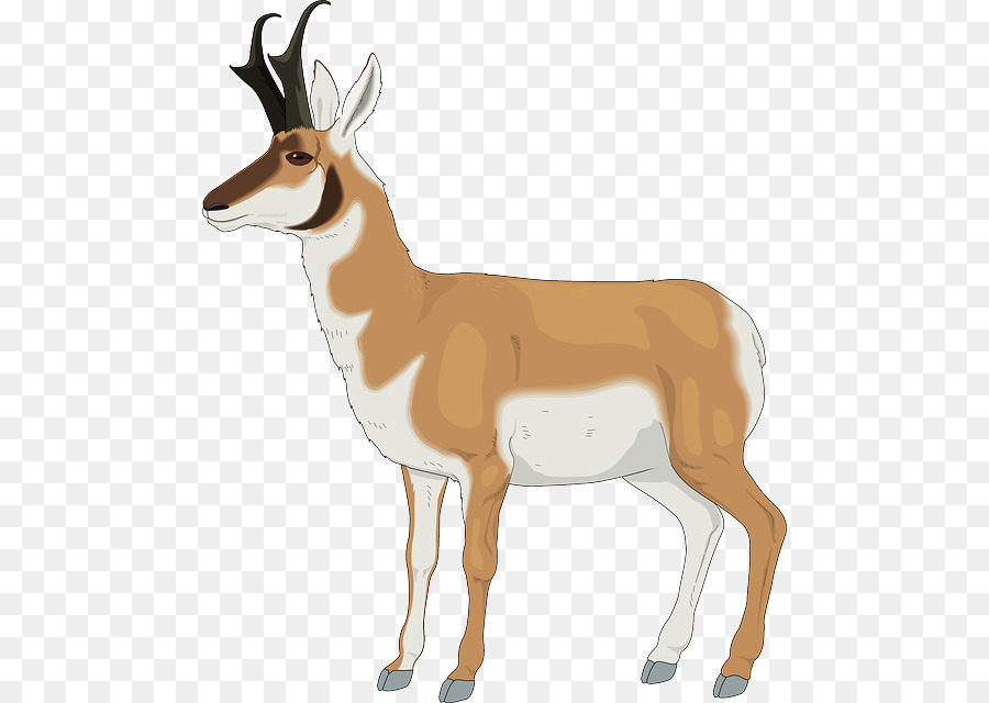 Antelope，Pronghorn PNG