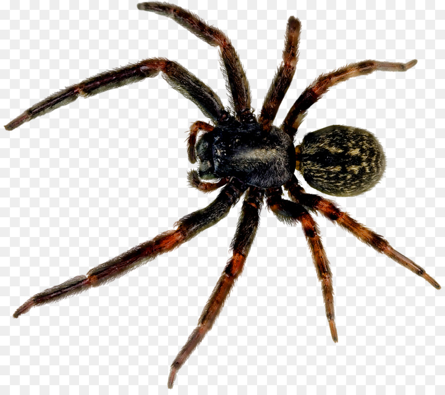 Aranha，Formatos De Arquivo De Imagem PNG