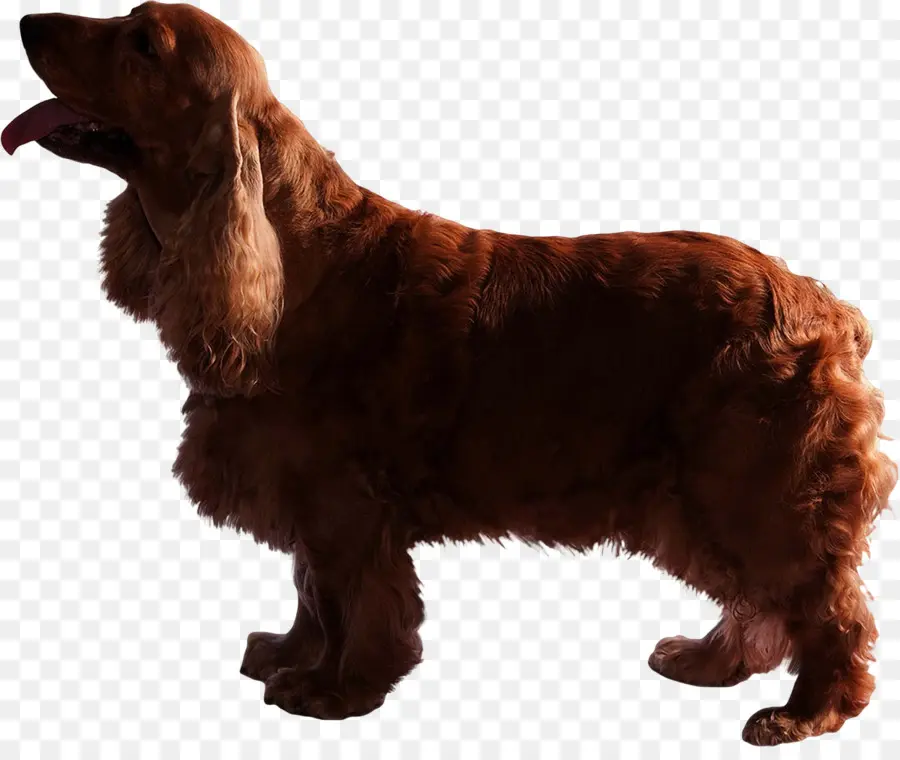 Cocker Spaniel Inglês，Cocker Spaniel PNG