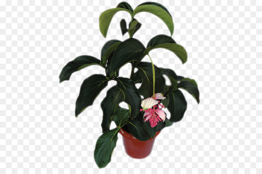 Planta，Flowerpot PNG