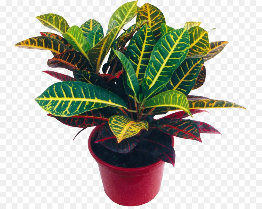 Planta Colorida，Folhas PNG