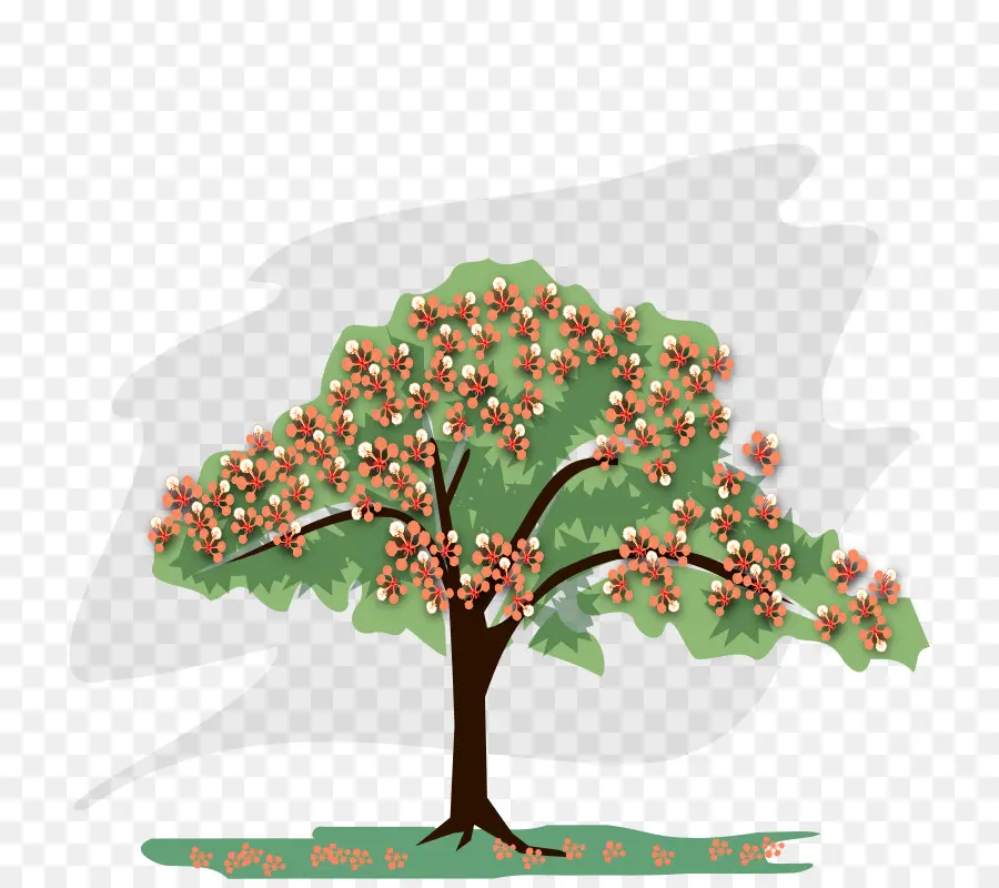 Royal Poinciana，Desenhar árvores PNG
