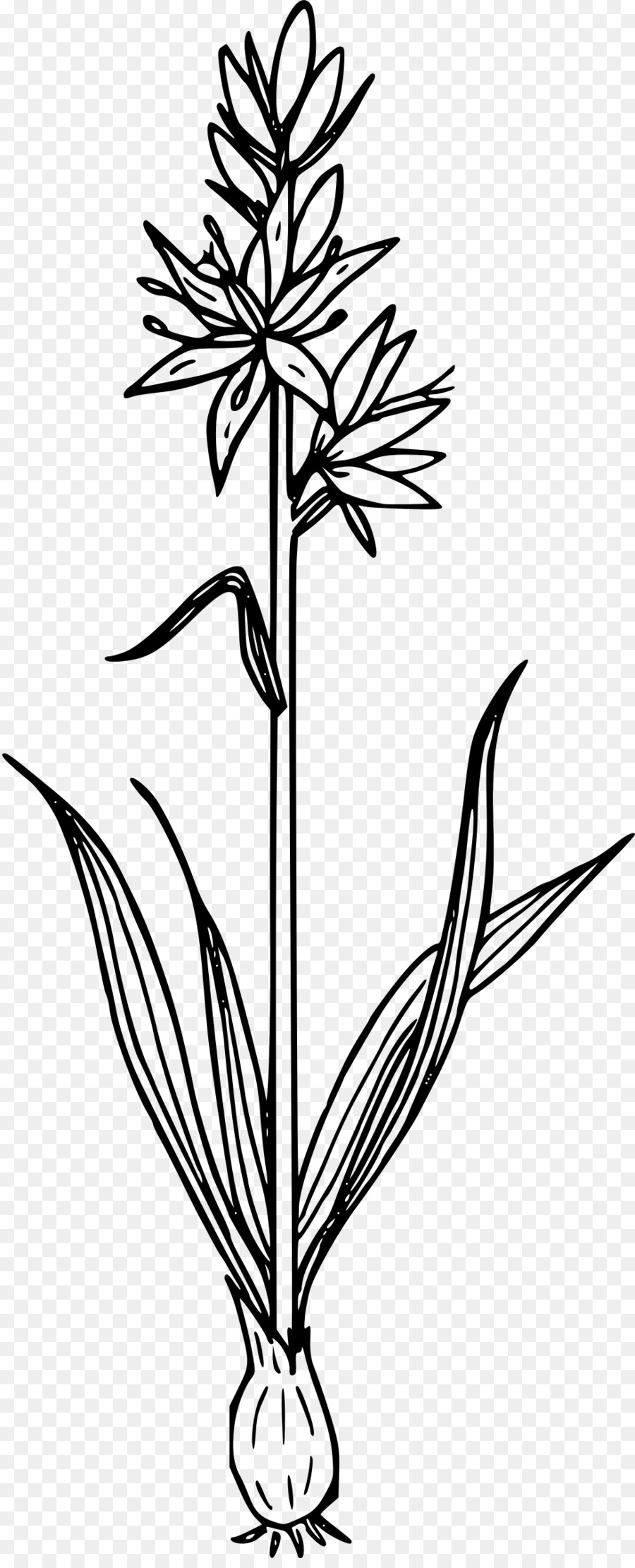 Desenho De Flor，Plantar PNG