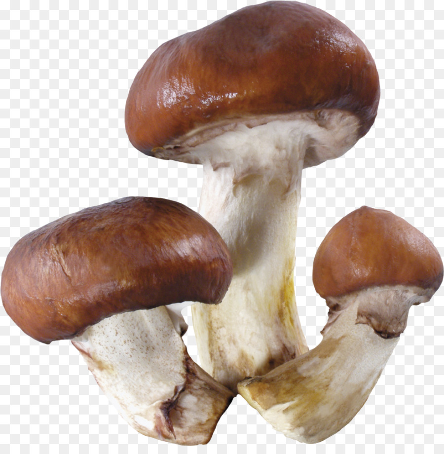 Cogumelos，Fungos PNG