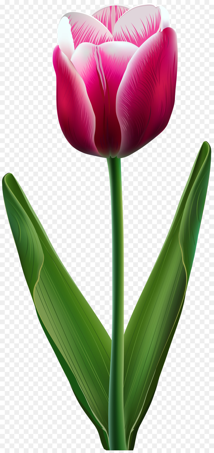 Tulipa Roxa，Tronco PNG