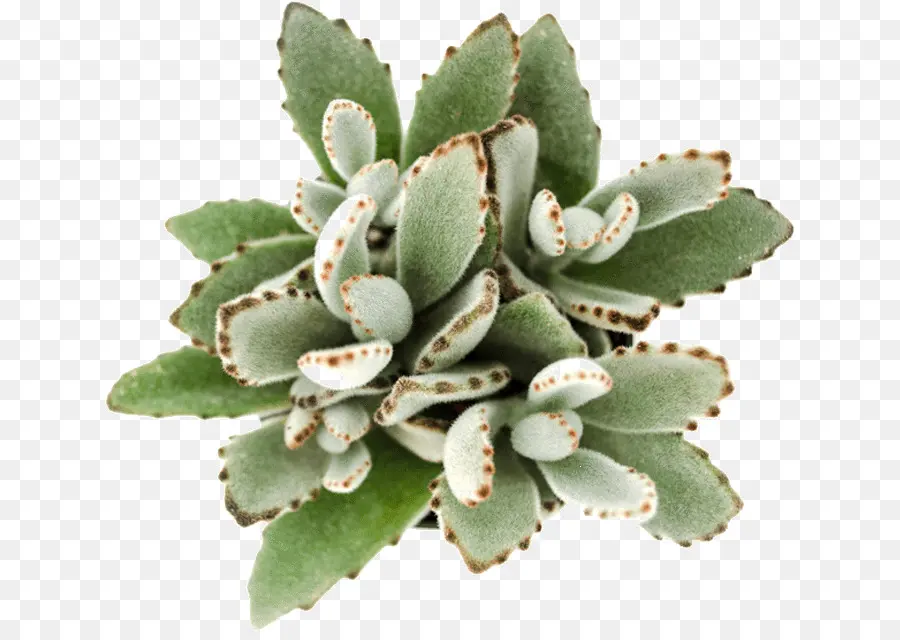 Kalanchoe Tomentosa，Bryophyllum Fedtschenkoi PNG