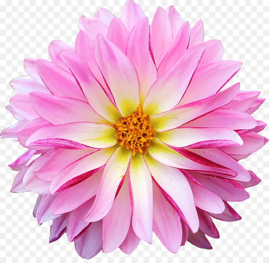 Dahlia，Flor PNG