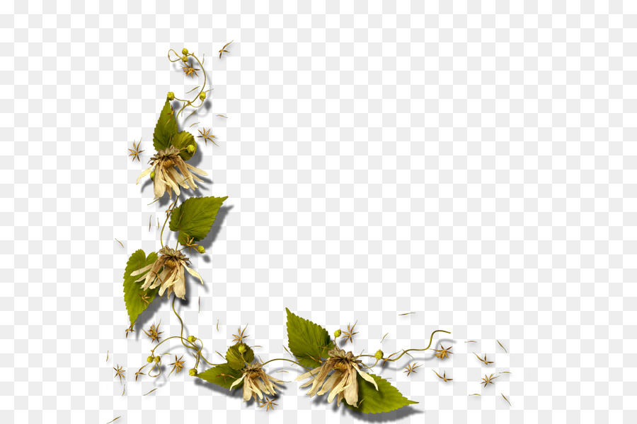 Borda Floral，Floral PNG