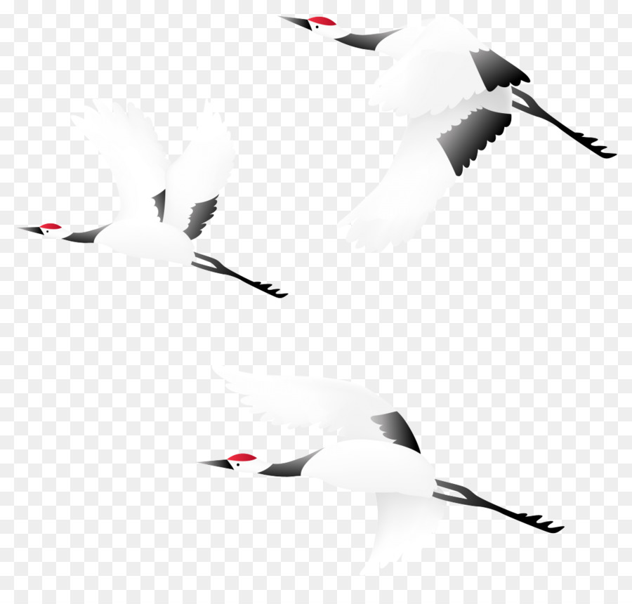 Aves，Guindaste PNG