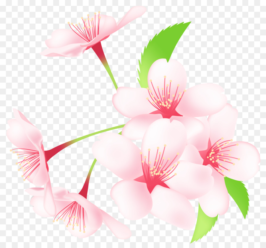 Flor De Cerejeira，Sakuramochi PNG