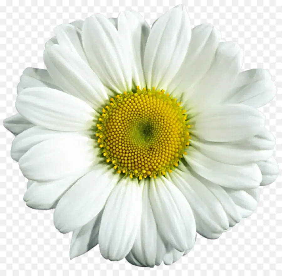 Flor，Margarida PNG