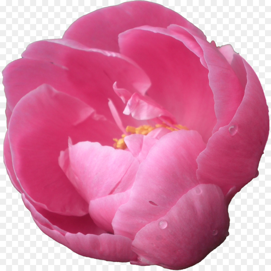 Peônia，Flores Cor De Rosa PNG
