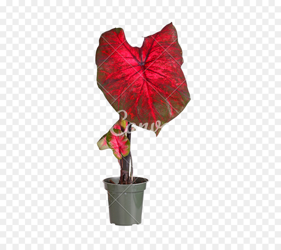 Planta De Folha Vermelha，Vaso PNG