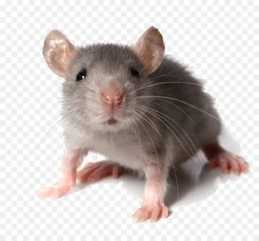 Mouse De Computador，Roedores PNG