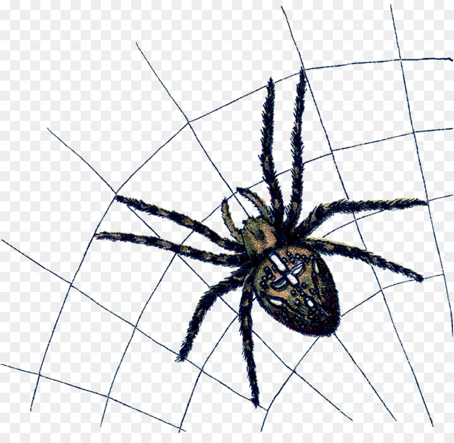 Aranha，Viúva De Aranhas PNG