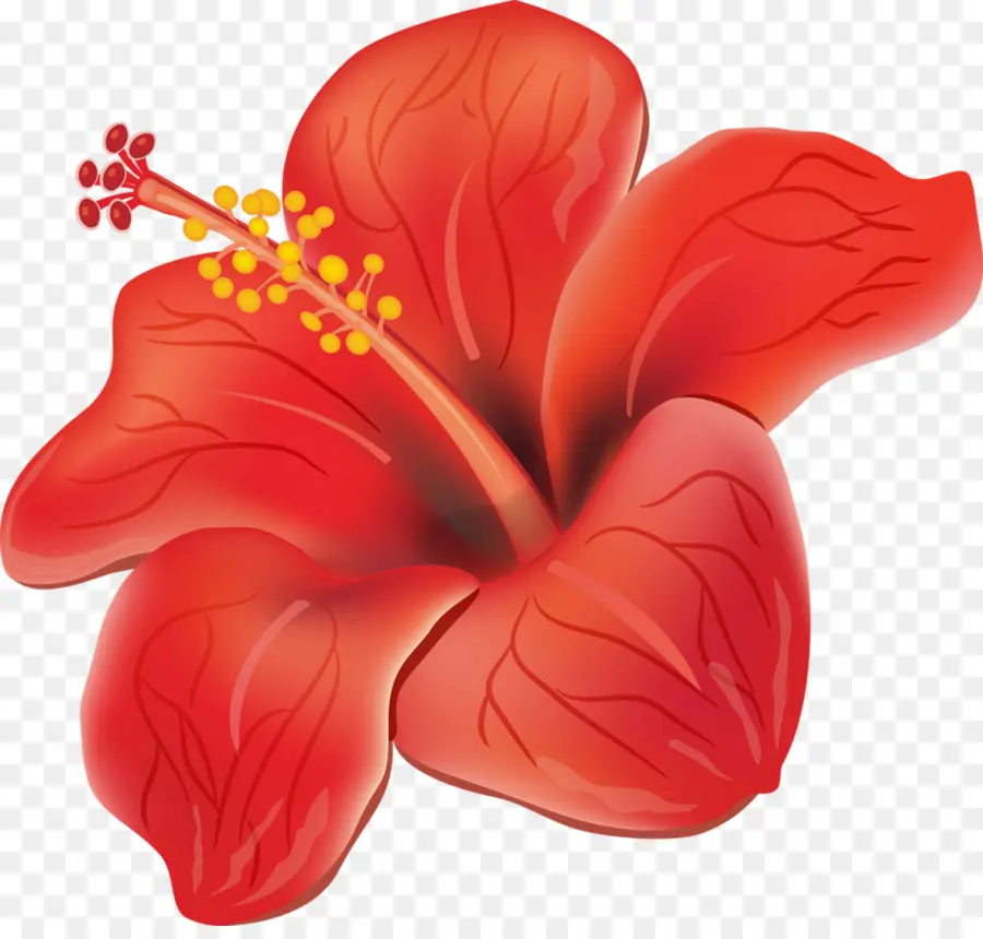 Flor，Hibiscus PNG