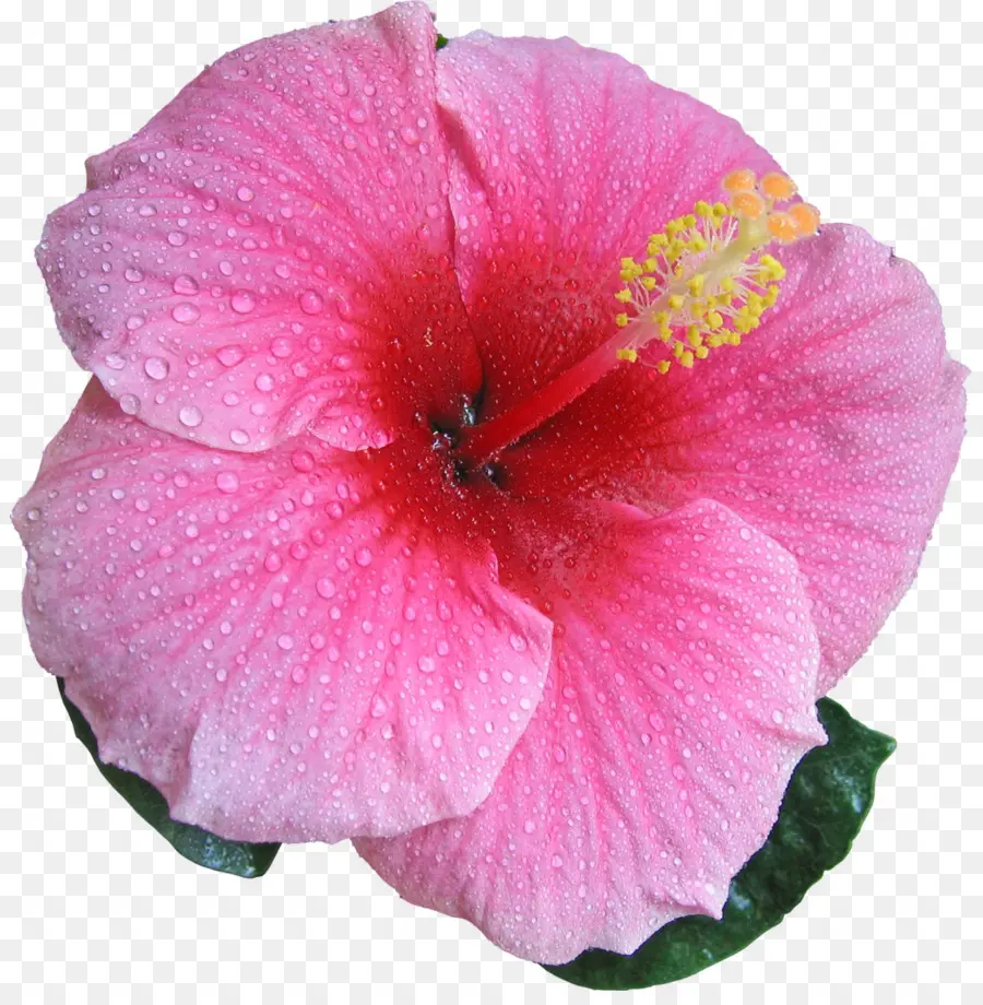 Shoeblackplant，Hibiscus Moscheutos PNG