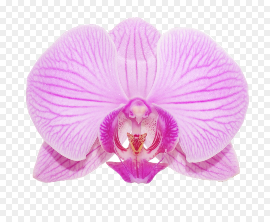 Orquídea，Rosa PNG