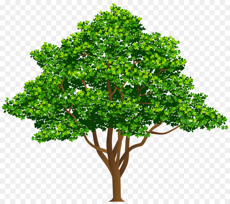 árvore，Pinheiro PNG