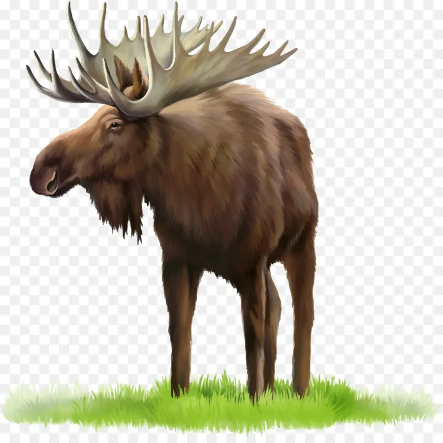 Moose，Veado PNG