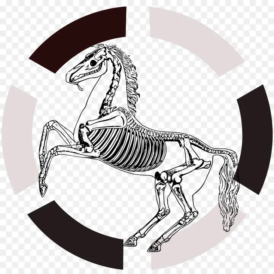 Esqueleto De Cavalo，Equino PNG