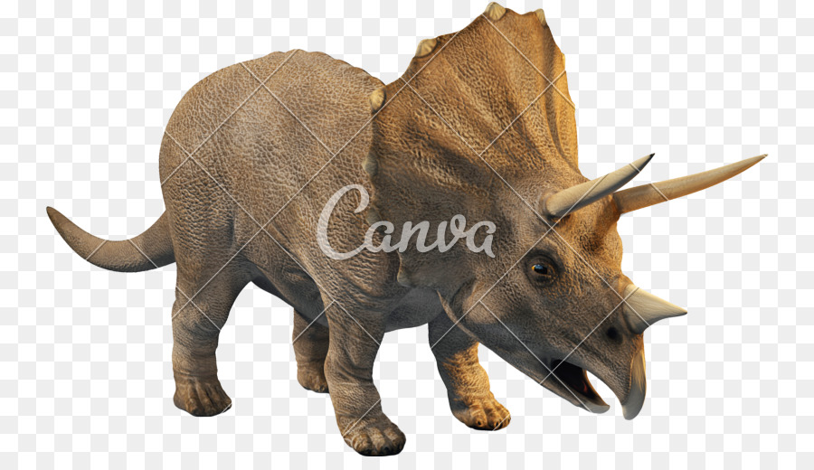 Triceratops，Rhamphorhynchus PNG