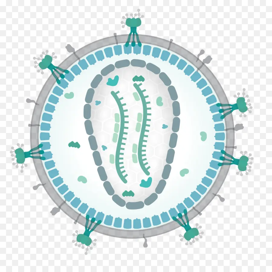 Estrutura Do Vírus，Vírus PNG