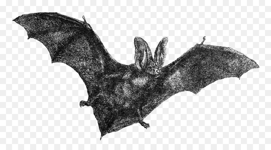 Bat，Desenho PNG