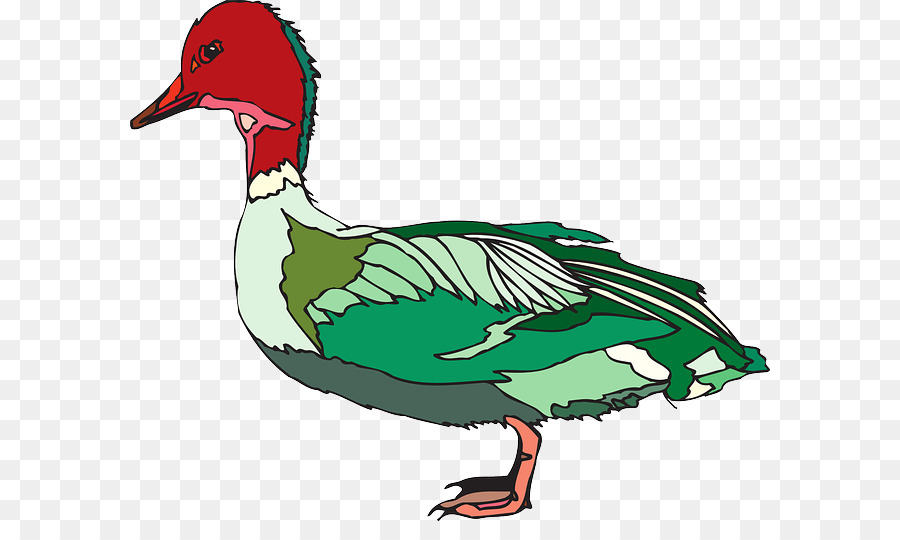 Pato，Pássaro PNG