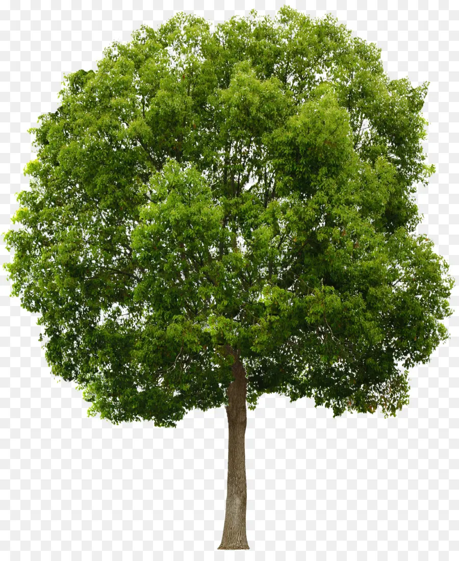 árvore，Resolução De Imagem PNG