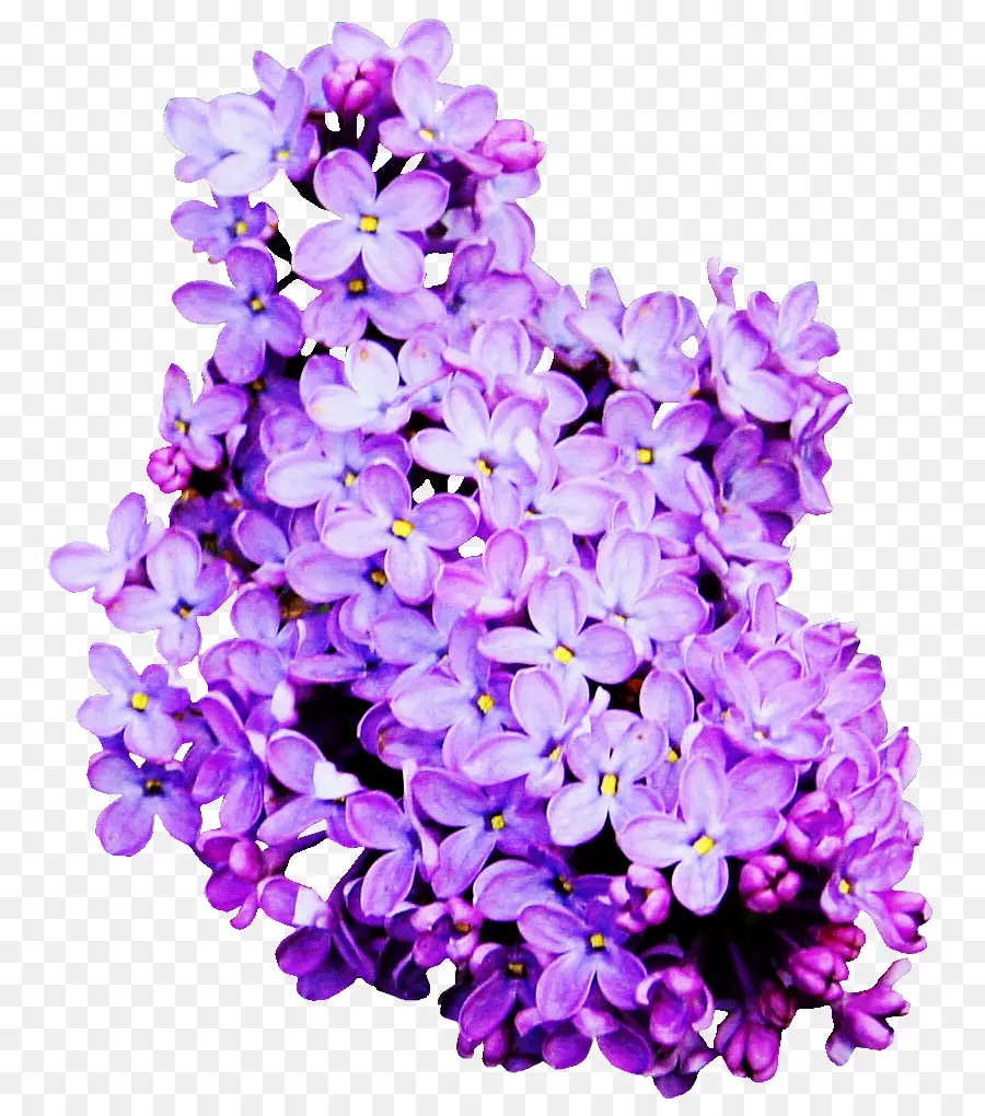 Flores Lilás Roxas，Florescer PNG