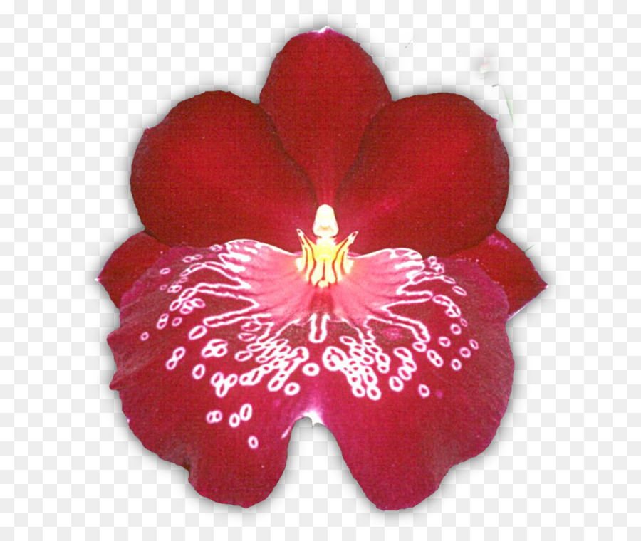 Flor Vermelha，Orquídea PNG