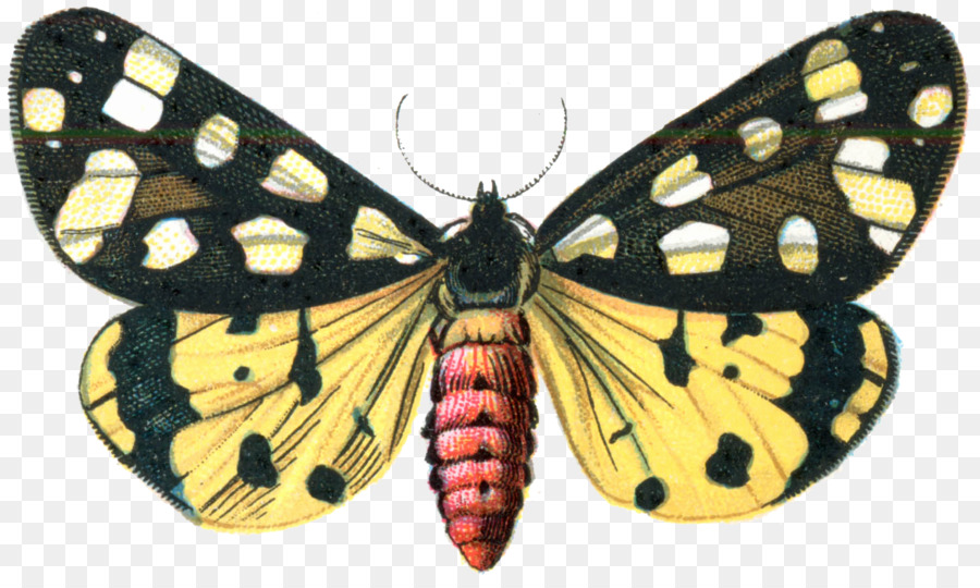 Borboleta，Imagem Digital PNG